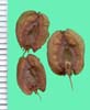 Rheum rhabarbarum