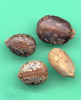 Ricinus communis