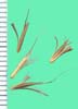 Schizachyrium scoparium