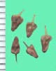 Scirpus spp.