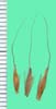 Sorghastrum nutans
