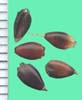 Sorghum X almum