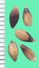 Sorghum X drummondii