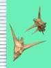 Tribulus terrestris