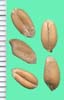 Triticum aestivum