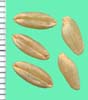 Triticum durum