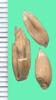 Triticum spelta