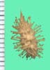 Xanthium spp.