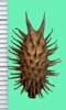 Xanthium strumarium