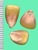 Zea mays